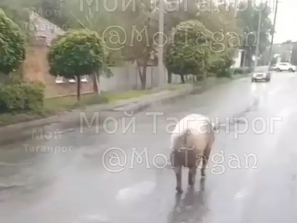 В Таганроге горожане обнаружили гуляющую свинью