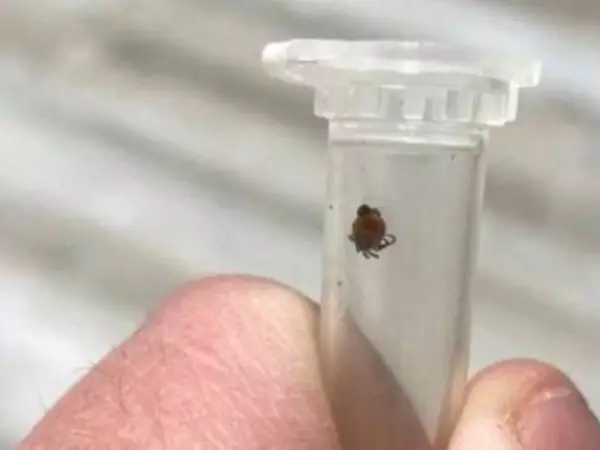 В Батайске за месяц от укусов клещей пострадали больше 20 человек