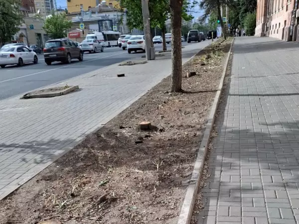 В Ростове возле заброшенного ликеро-водочного завода на Буденновском вырубили деревья