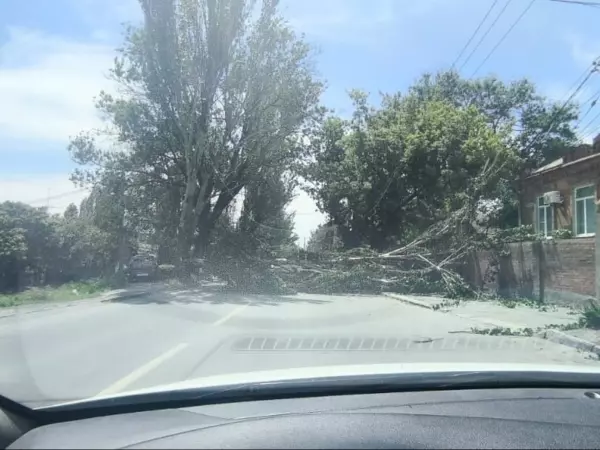 На улице Горсоветской в Ростове упавшее дерево перекрыло проезд