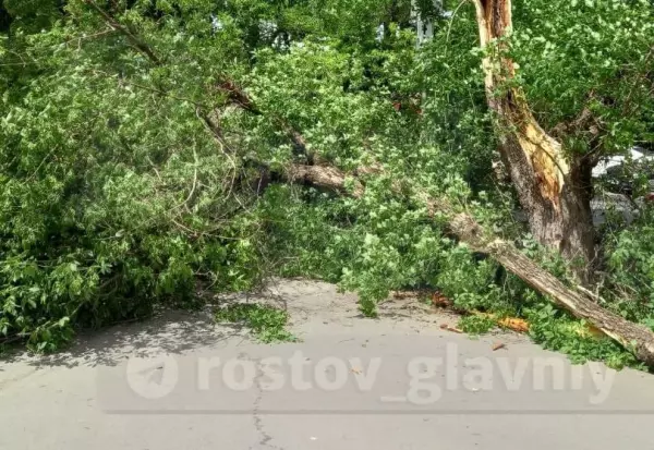 В Ростове упавшее от ветра дерево придавило двух женщин и двух детей