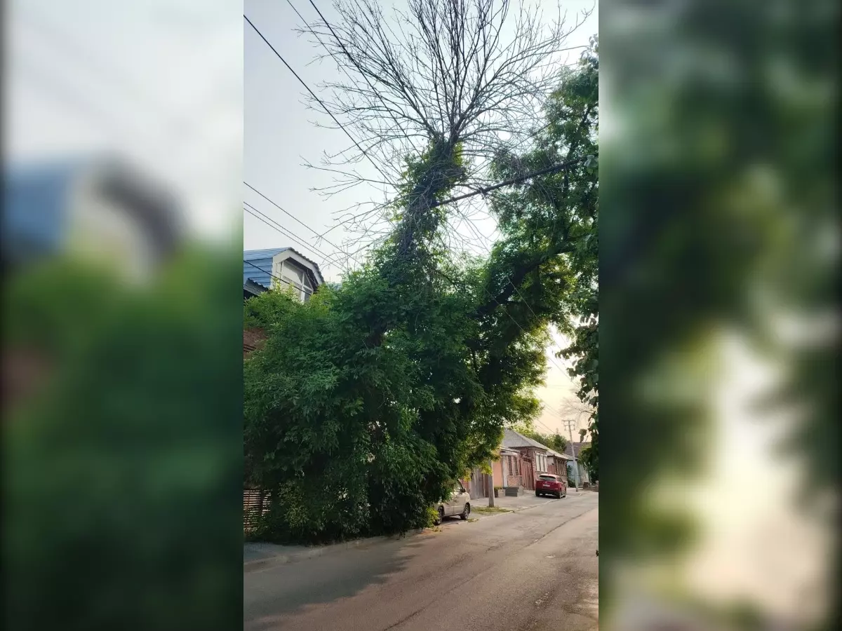 В Ростове больше недели гигантское дерево висит на проводах