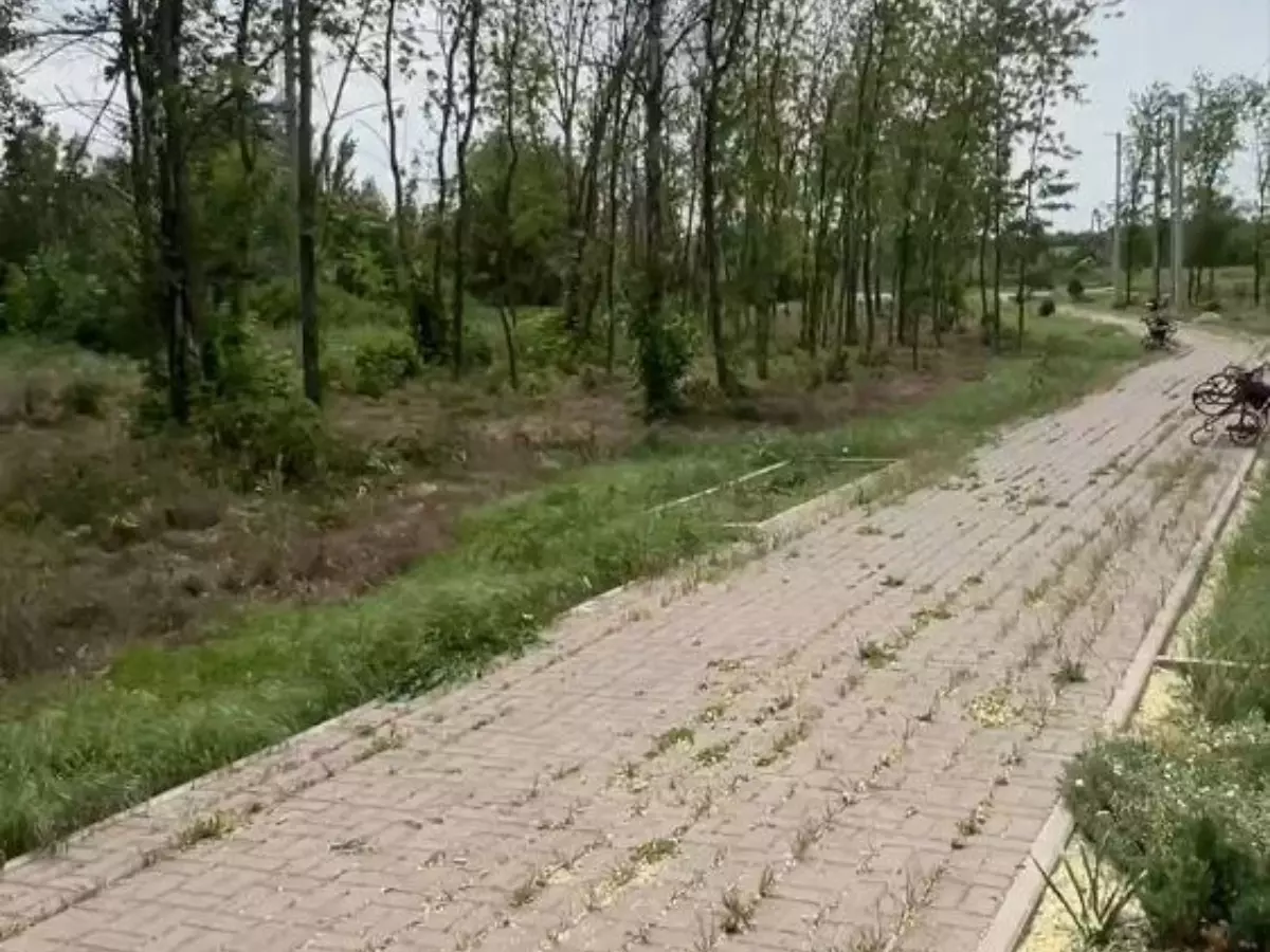 Сквер в поселке Возрожденный Аксайского района «утопает» в зарослях