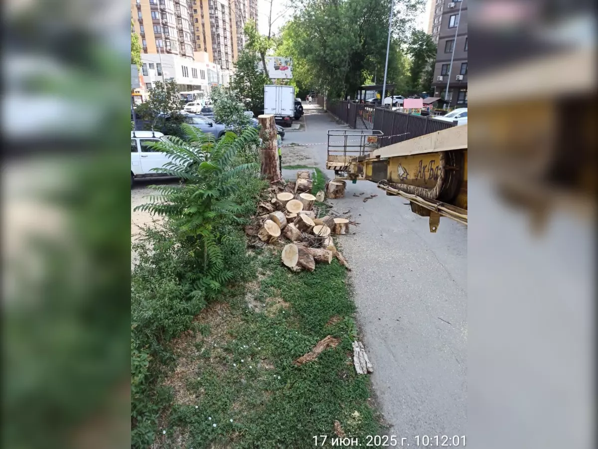 В Ростове спилили повисшее на проводах опасное дерево