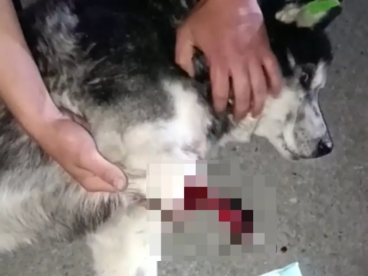Донские ветврачи пытаются спасти хаски, которому поездом отрезало лапу
