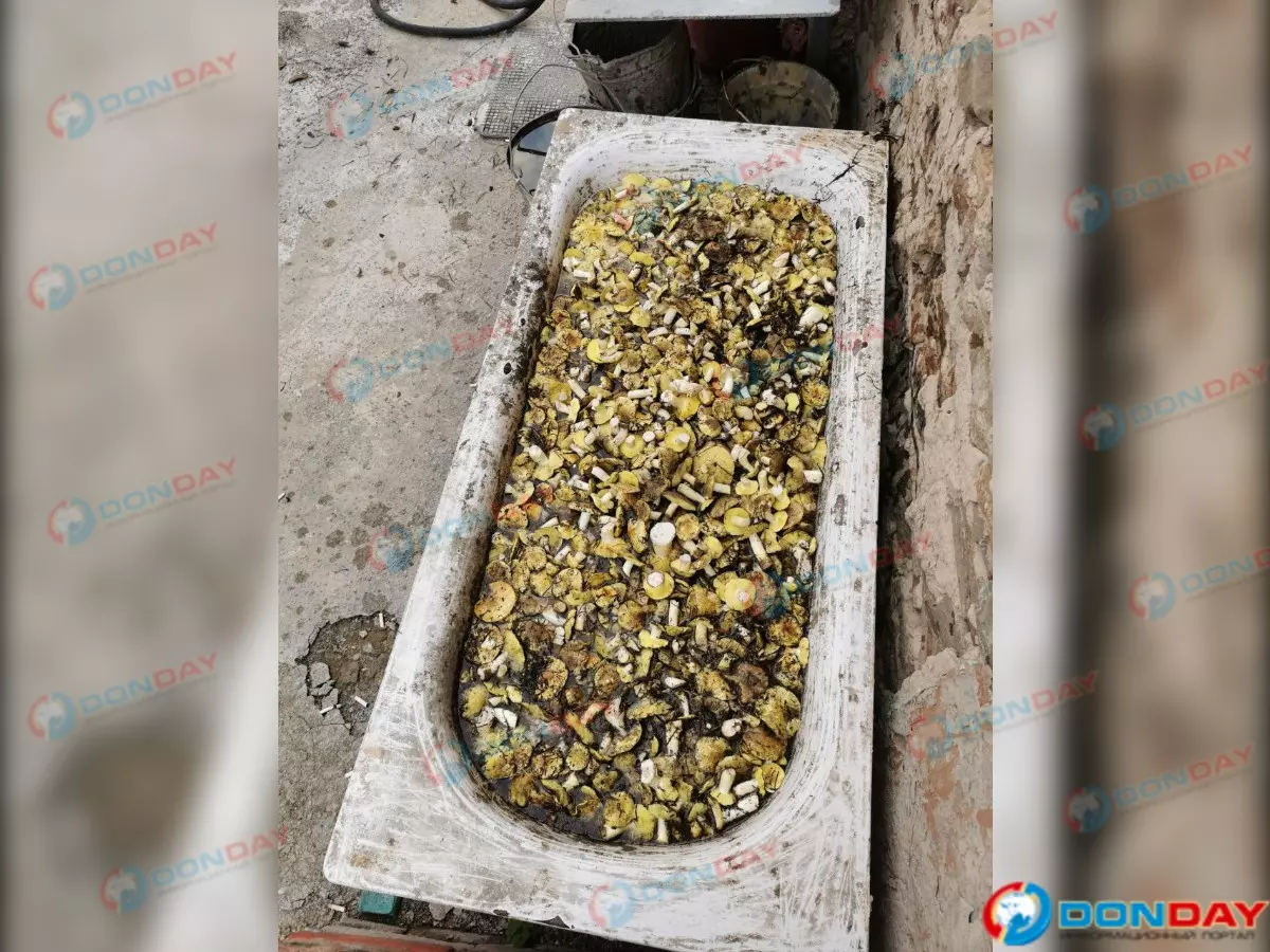 Грибник из Ростовской области собрал на лесных полянах ванну зеленушек