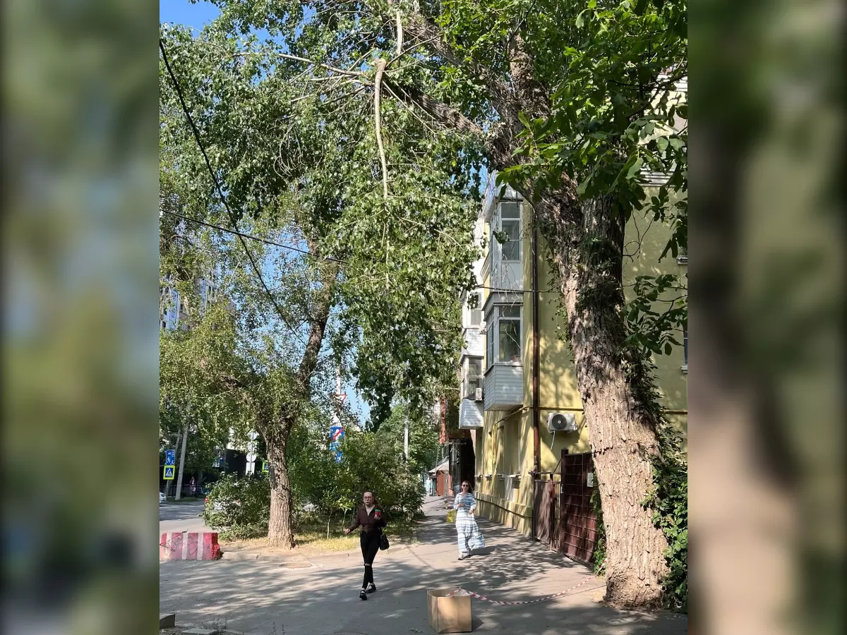 В центре Ростова повисла огромная ветка дерева над пешеходной тропинкой