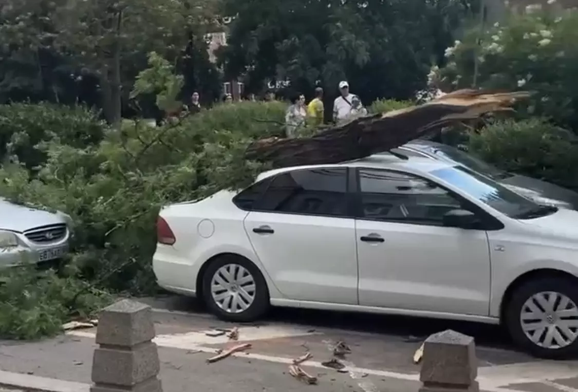 Огромное дерево упало на машину на Пушкинской в Ростове
