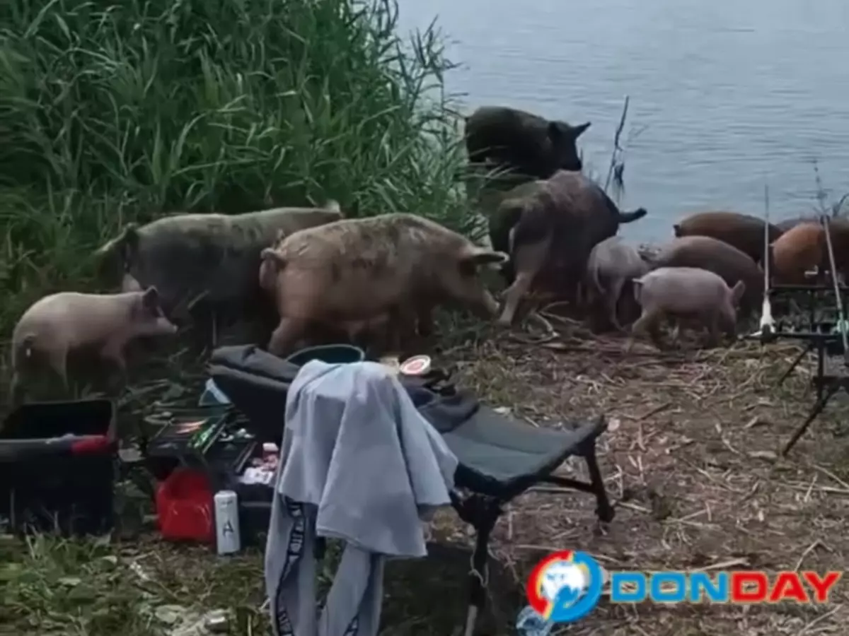 Стая кабанов атаковала мужчину во время рыбалки в Аксае