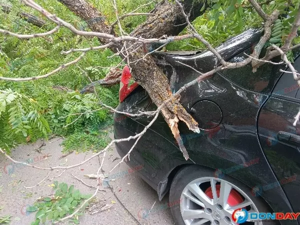 В Ростове на Ульяновской упавшее дерево придавило несколько припаркованных машин