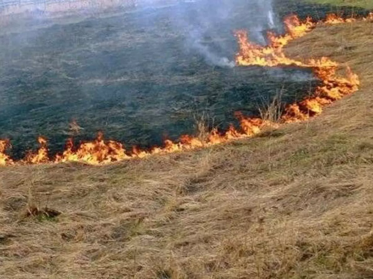 В Аксайском районе на 100 квадратных метрах горела трава