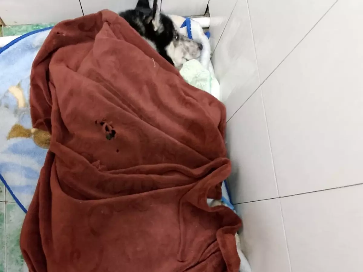 В Шахтах хаски, которой которому отрезало лапу поездом, потребовалось переливание крови