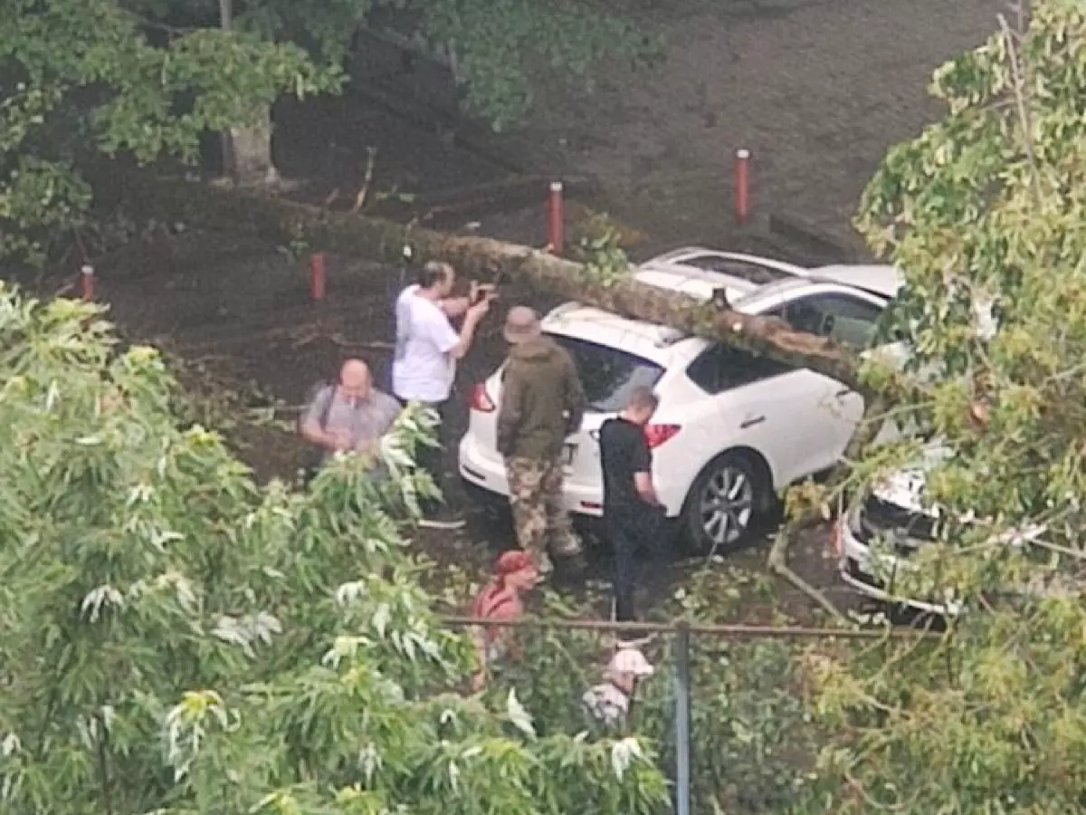 В Ростове на Северном из-за сильного ветра дерево упало на авто