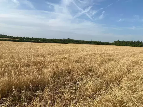  Из-за заморозков и засухи на Дону пострадали более полумиллионов гектаров ранних зерновых 