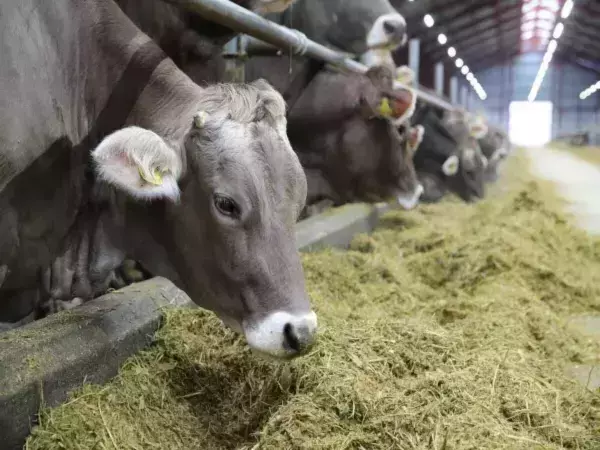 В Ростовской области упали показатели производства животноводческой продукции