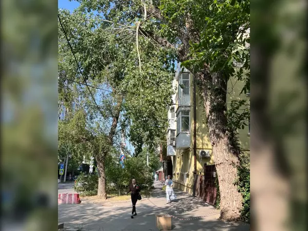 В центре Ростова повисла огромная ветка дерева над пешеходной тропинкой