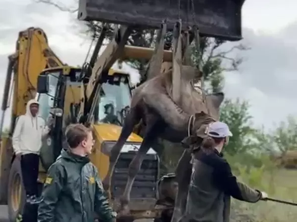 В Южном парке птиц «Малинки» верблюда Тошу перевезли в новый вольер на экскаваторе