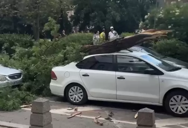Огромное дерево упало на машину на Пушкинской в Ростове