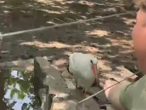 В Таганроге добрые люди спасли краснокнижного белого аиста