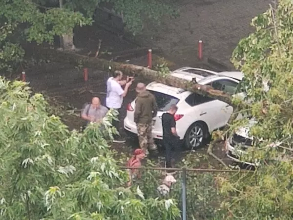 В Ростове на Северном из-за сильного ветра дерево упало на авто