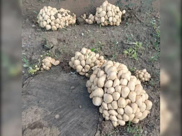 Жители Сальска после дождей нашли целую поляну самых ядовитых грибов в мире