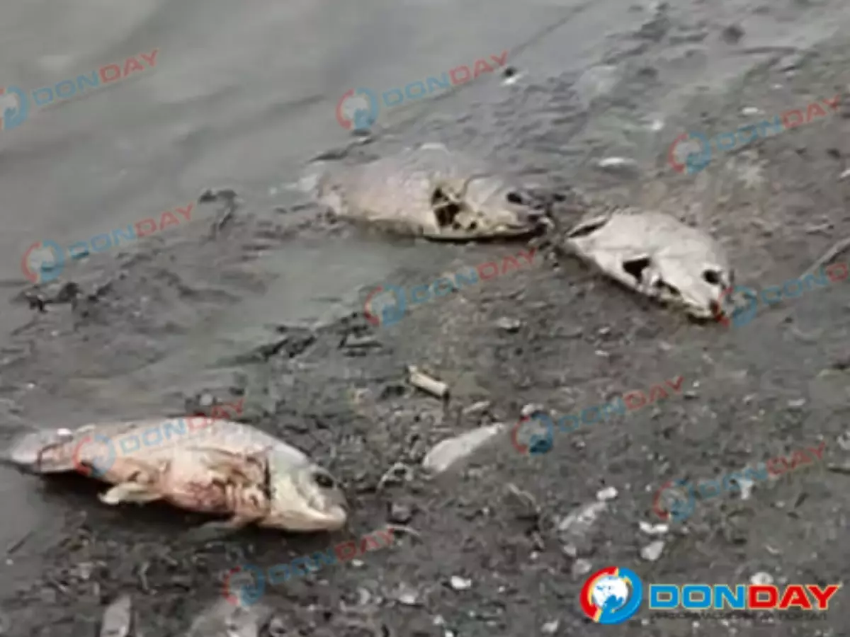 В водоеме под Батайском из-за обмеления реки погибла рыба