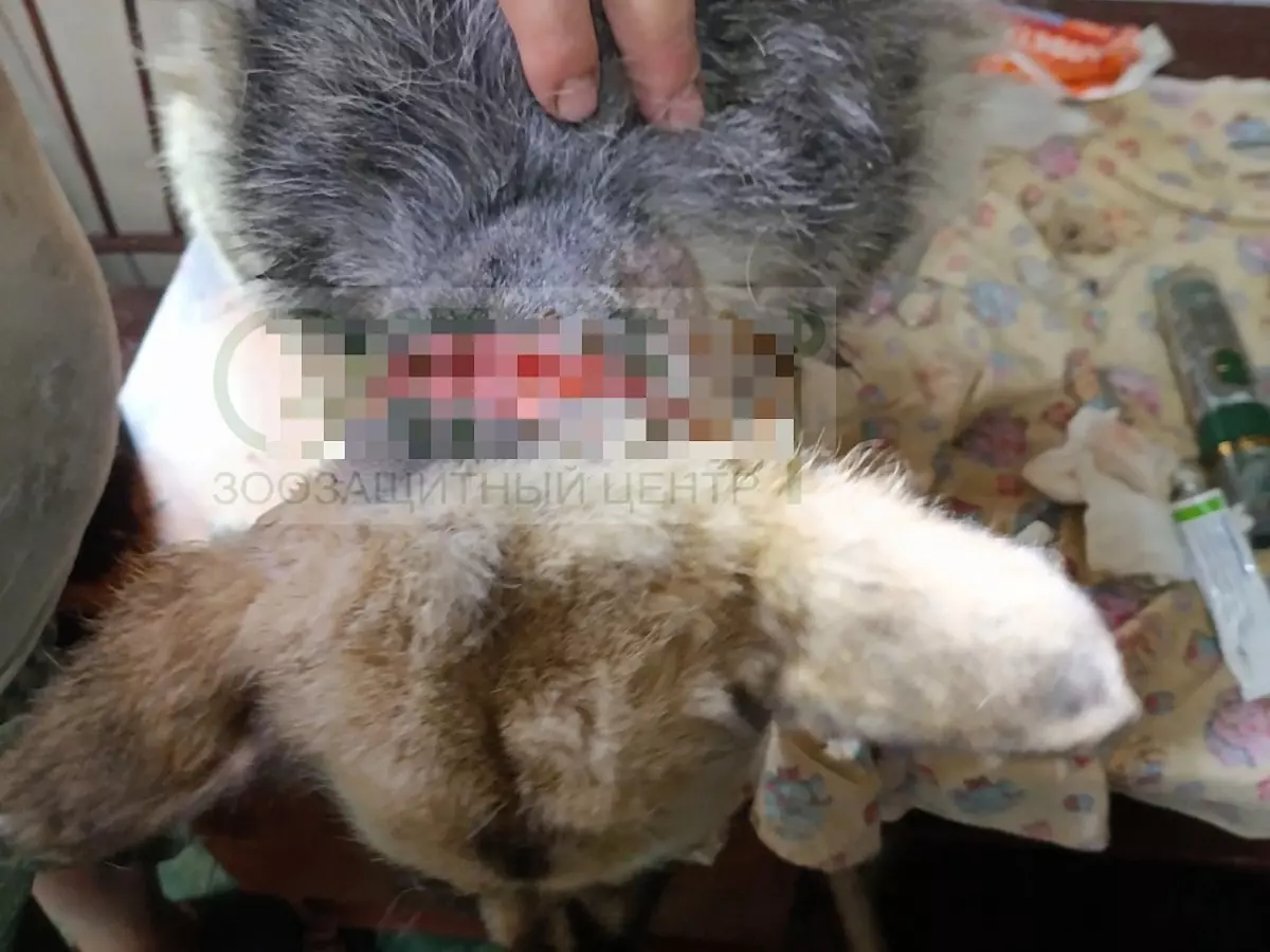 В Шахтах собака едва не лишилась головы, угодив в ловушку