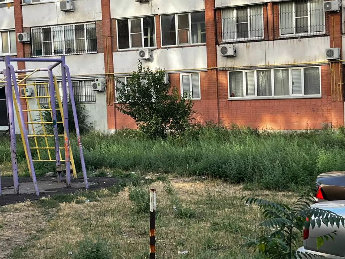 Амброзия высотой до колена разрослась во дворе дома на Днепровском
