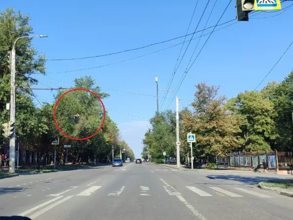 В Ростове нависшее дерево перекрывает дублирующий светофор