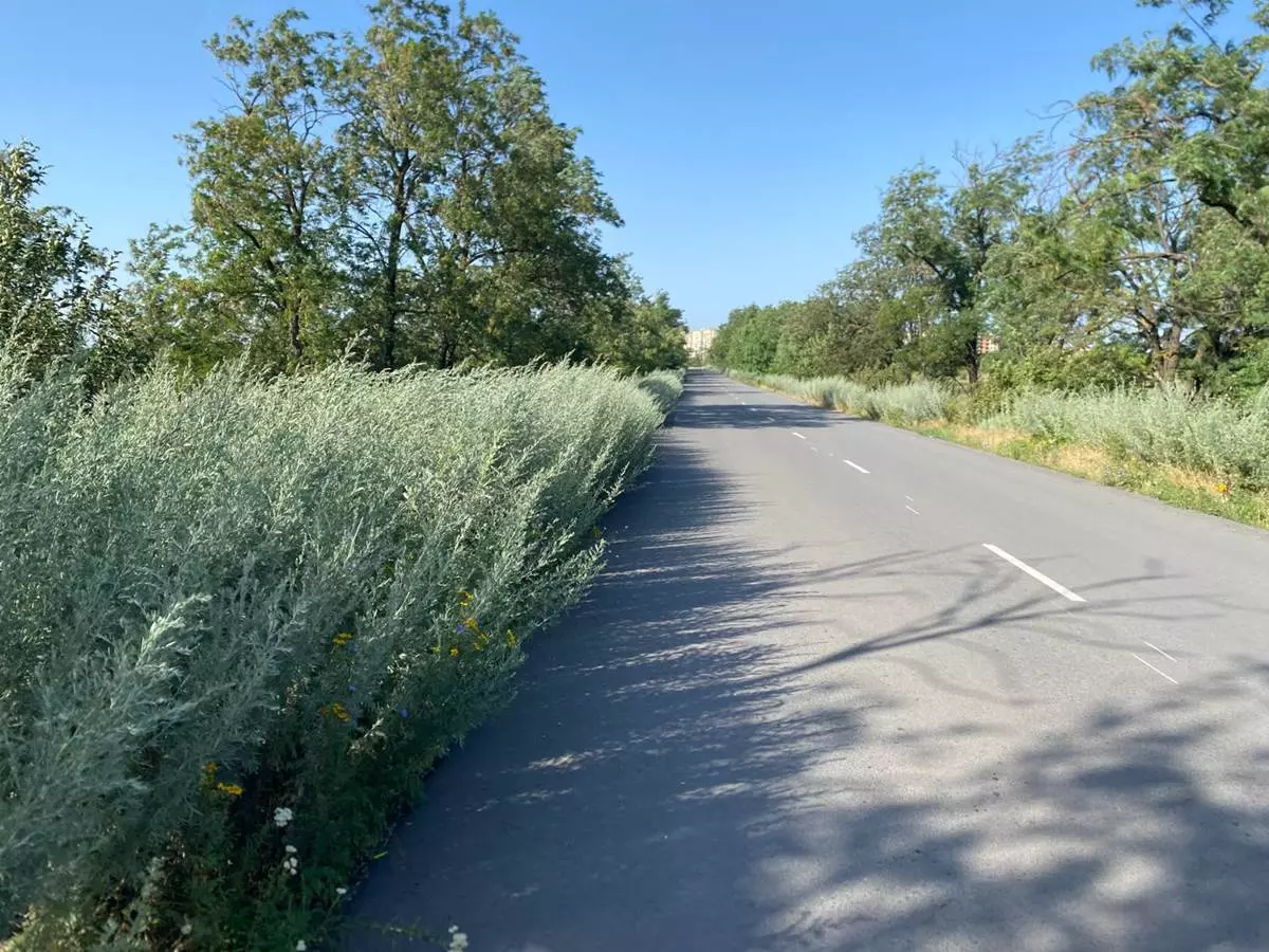 В Шахтах поселок Фрунзе зарос амброзией и полынью