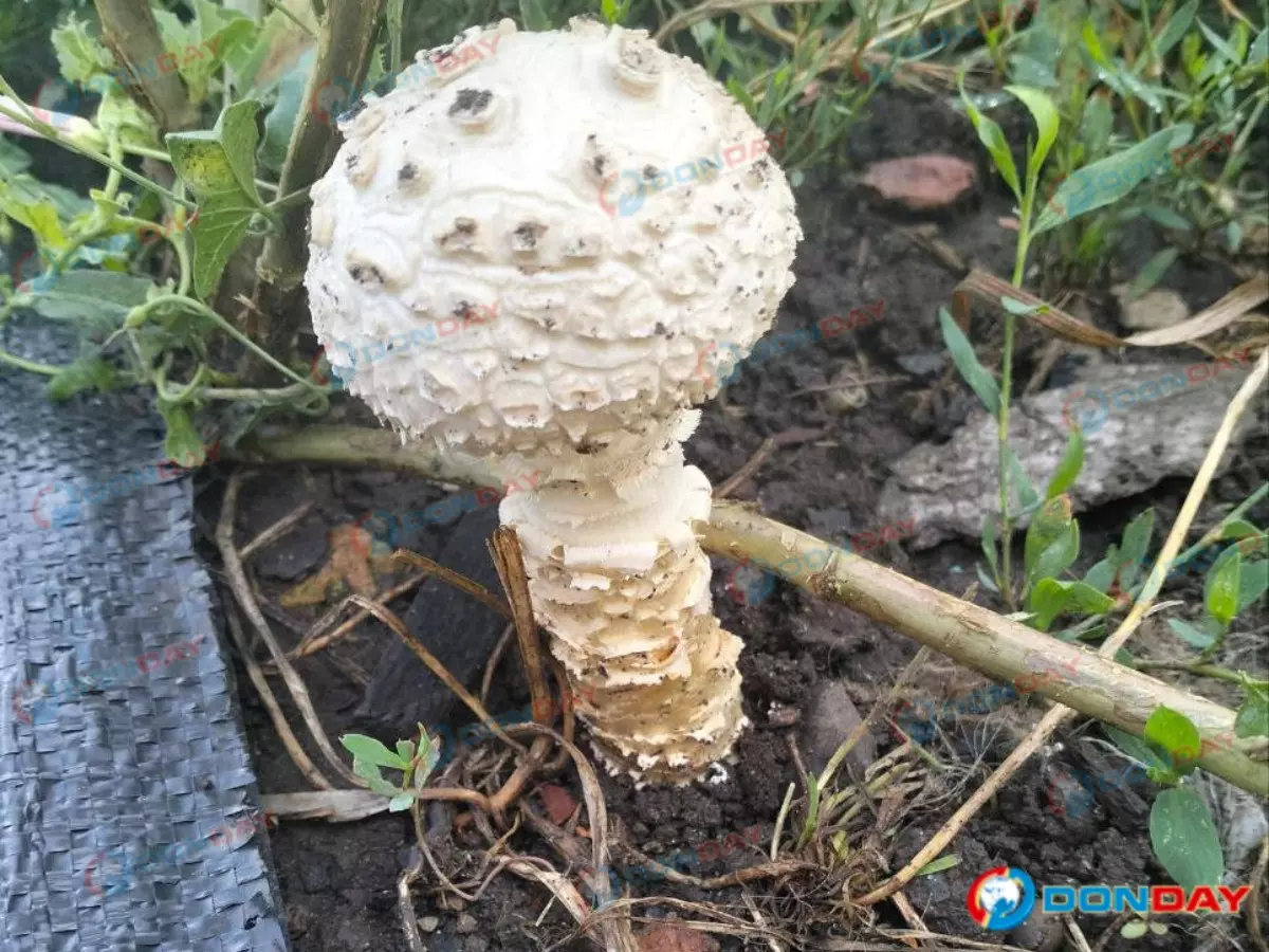 В Ростовской области нашли редчайший краснокнижный мухомор Виттадини