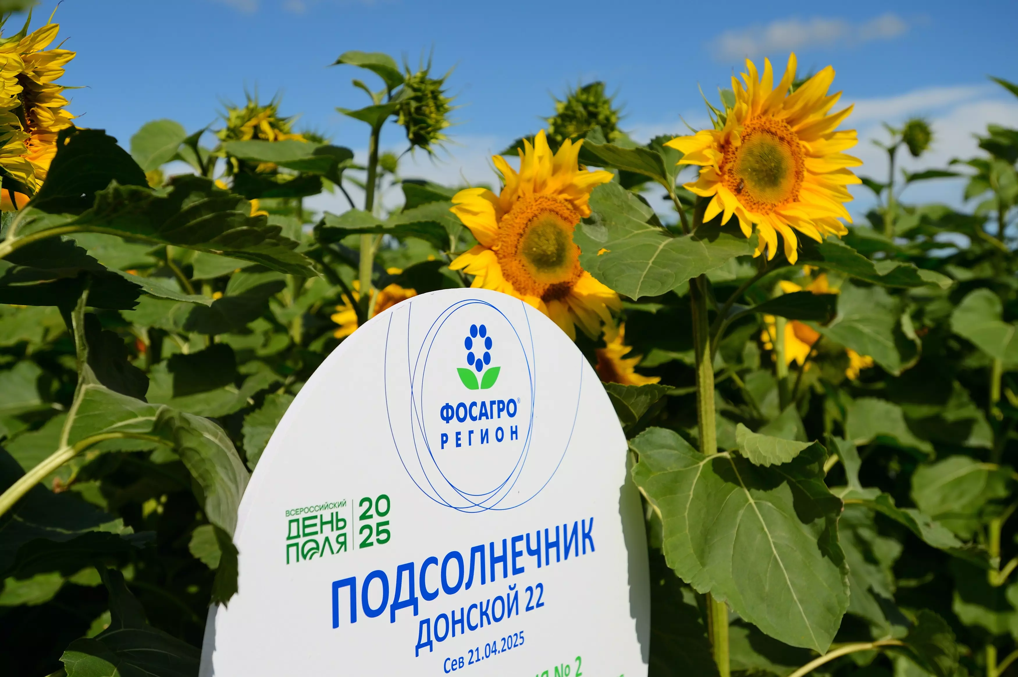 Ростовская компания отмечена на Всероссийском дне поля