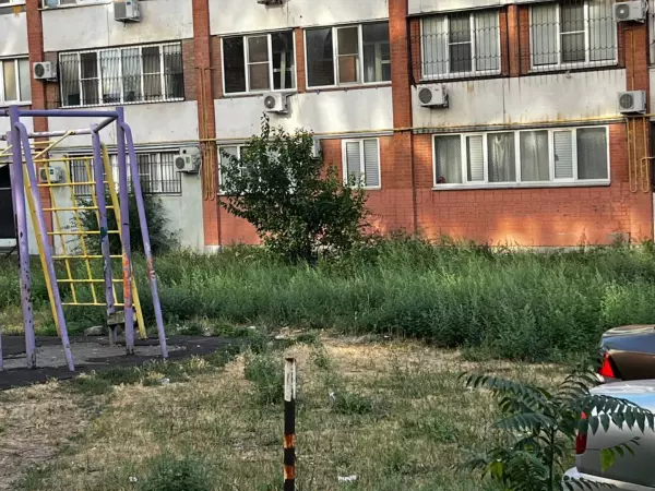 Фото к материалу: Амброзия высотой до колена разрослась во дворе дома в Днепровском