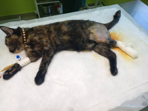 Фото к материалу: В Новочеркасске спасли кошку, которая выпала с пятого этажа