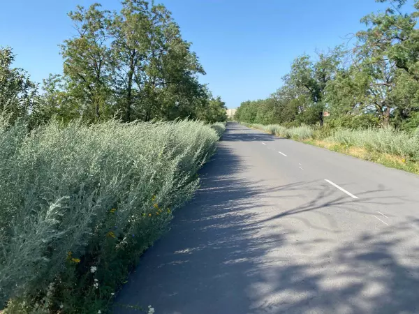 Фото к материалу: В Шахтах поселок Фрунзе зарос амброзией и полынью