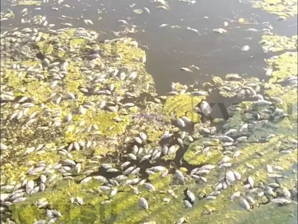Фото к материалу: В водоеме под Новошахтинском из-за жары погибла рыба