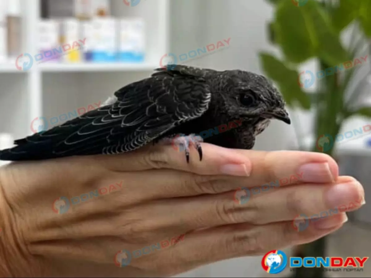 Батайчанка спасала маленького стрижа от гибели