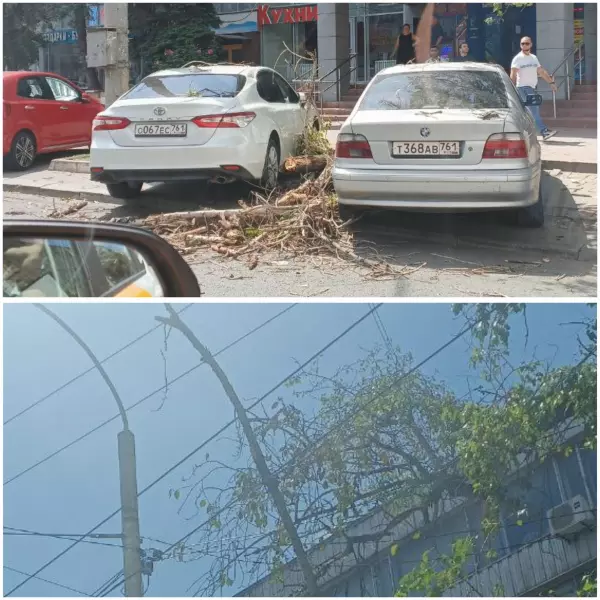 Фото к материалу: В Ростове около Дома быта сухое дерево упало на припаркованный автомобиль
