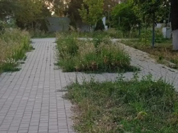 Фото к материалу: В Шахтах парк «70 лет Победы» зарос травой