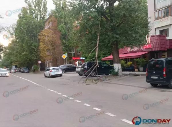 Фото к материалу: В Ростове на Мечникова упавшая ветка перегородила проезжую часть