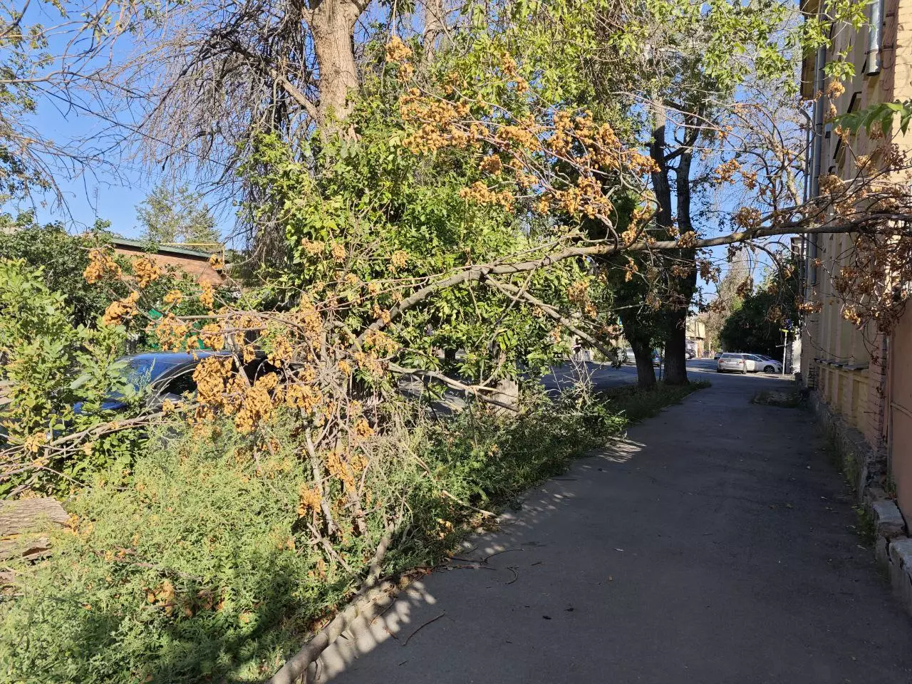 Улица Буйнакская в Ростове заросла сорняками
