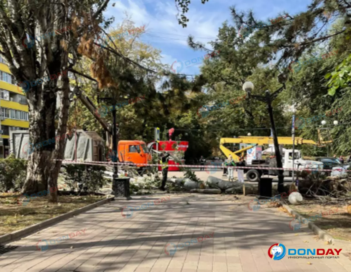 Огромное дерево упало на пешеходную дорожку на Пушкинской в Ростове