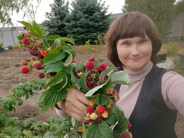 Фото к материалу: Как подготовить малину к зиме — секреты от опытной дачницы из Ростовской области