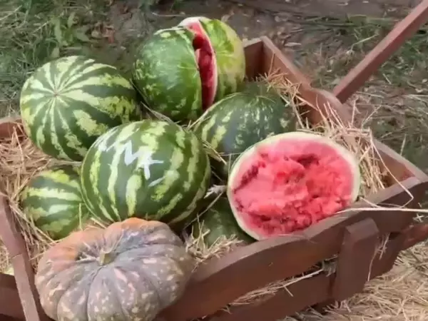 Фото к материалу: В парке птиц «Малинки» неизвестные разбили фото зону