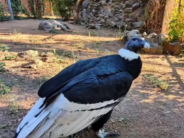 Андский кондор стал новым жителем Ростовского зоопарка Фото к материалу: Андский кондор стал новым жителем Ростовского зоопарка