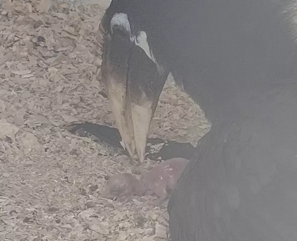 Фото к материалу: В парке «Малинки» у птиц-носорогов появился первый малыш