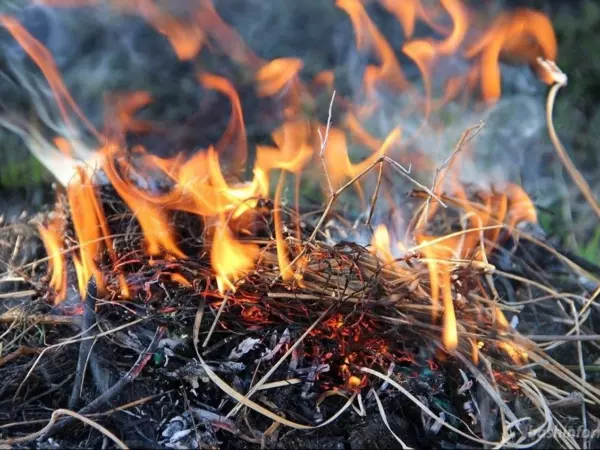 Фото к материалу: В Ростове в Суворовском полыхает ландшафтный пожар