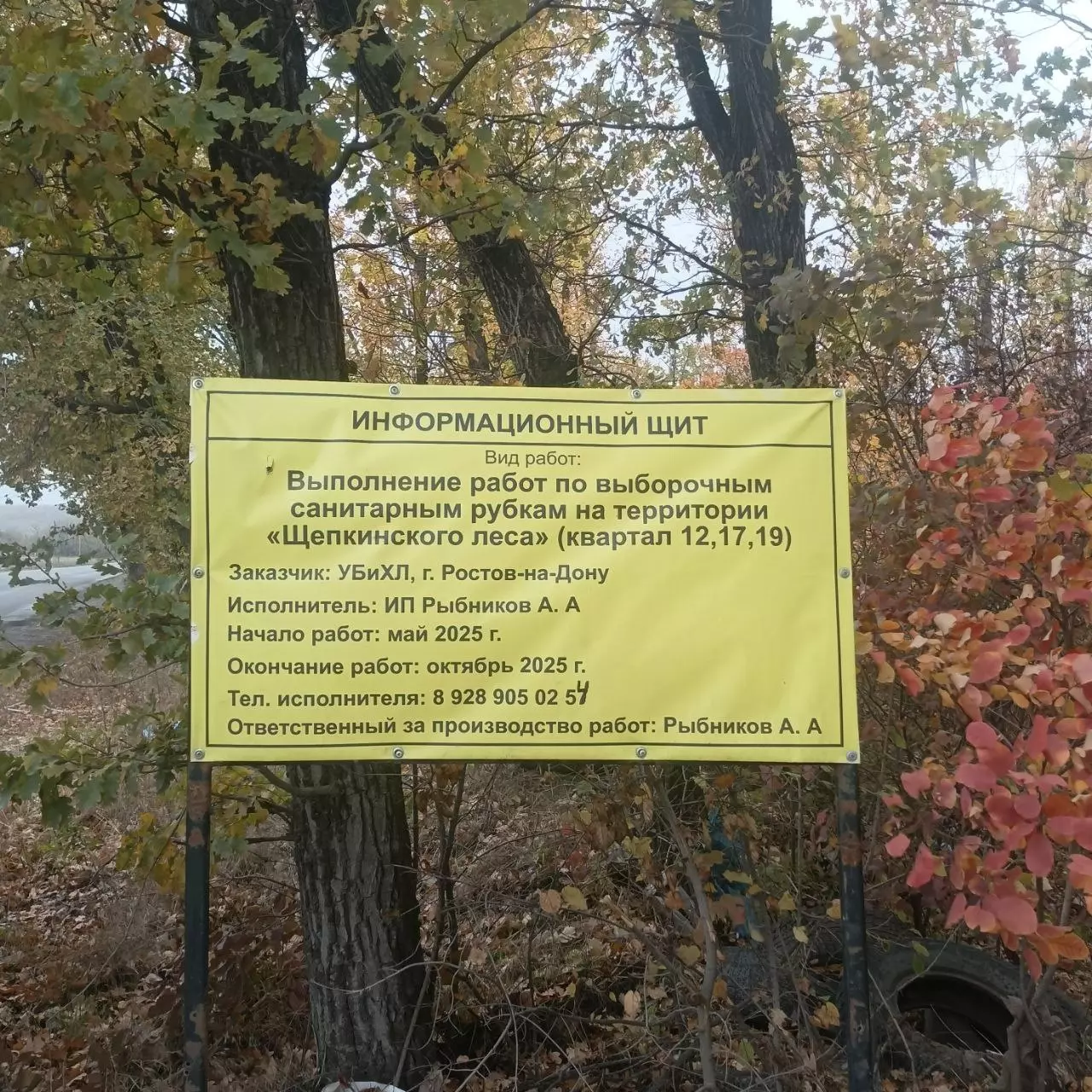 В Щепкинском лесу Ростова-на-Дону вырубят 4,3 тысячи деревьев