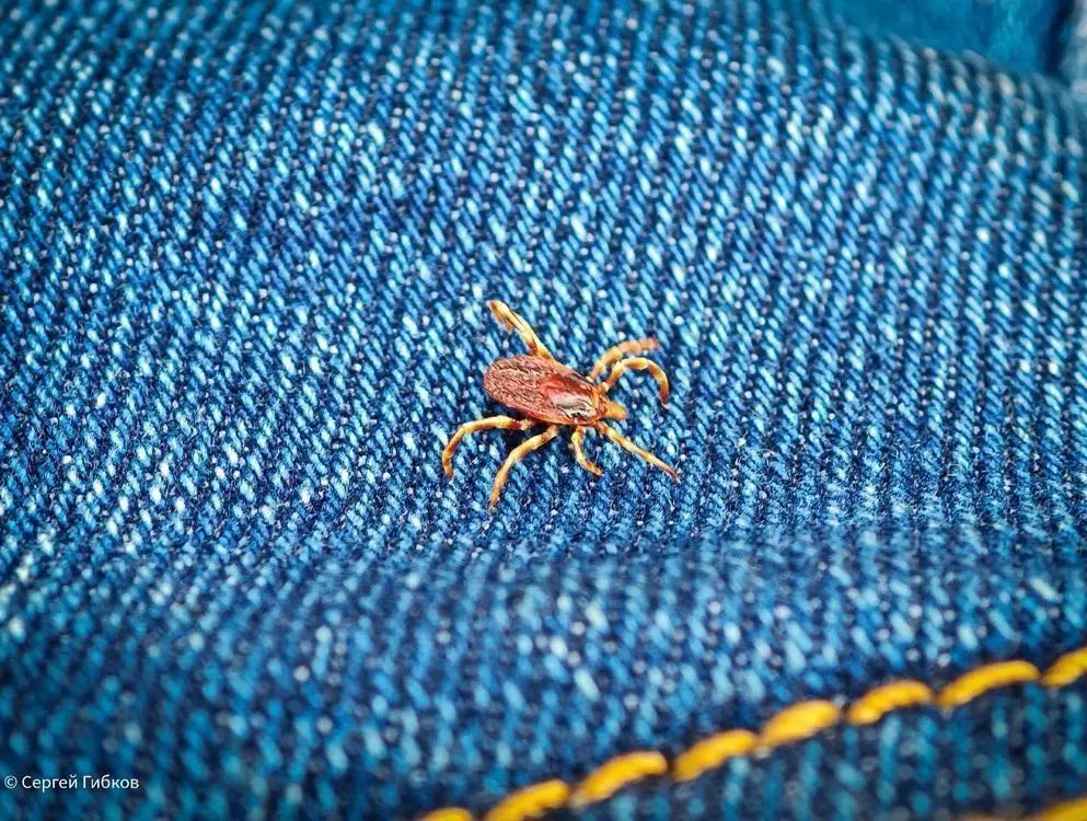 В Ростовской области проснулись холодолюбивые клещи