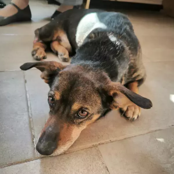 Парализованному псу из Сальска установили титановый диск в лапку